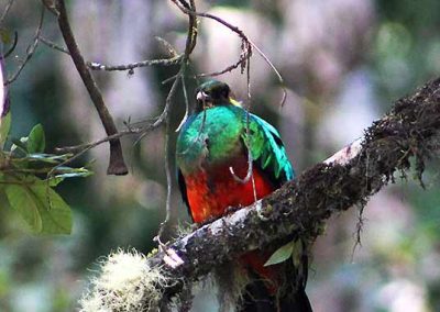 golden-headed-quetzal-fredy-dominguez-greenland-peru-manu