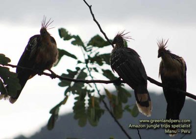 hoatzin-fredy-dominguez-manu-peru-green-land-peru