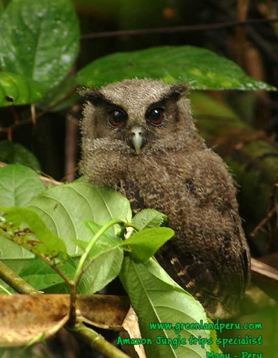 Tawny-bellied-screech-owl--baby-Manu-fredy