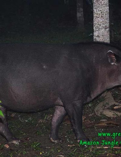 tapir-Manu-Fredy-Amazon