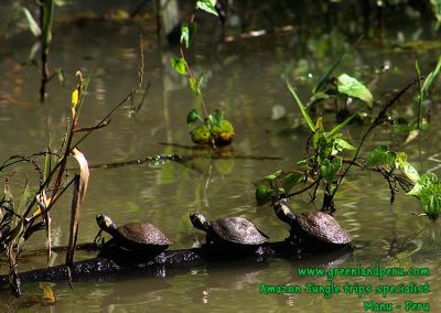 yellow-spotted-river-turtle-Manu-fredy-Amazon