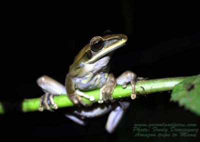 amazon-tree-frog-fredy-dominguez-green-land-peru-manu