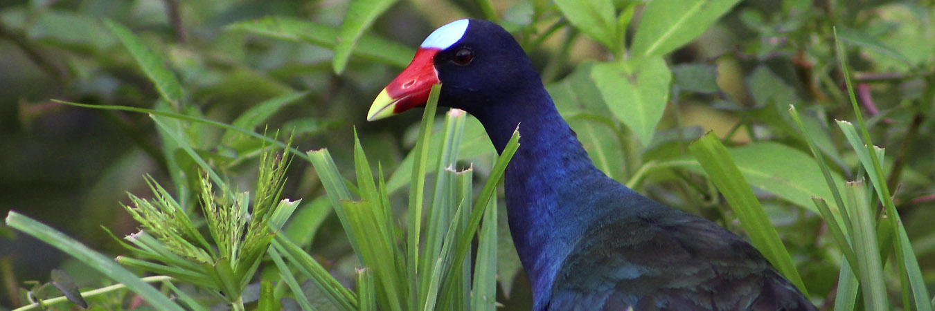 purple-gallinule-manu