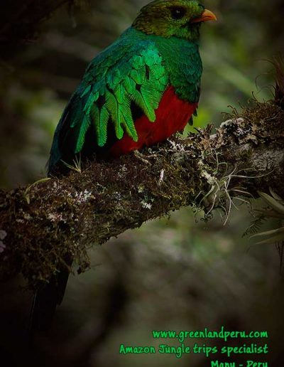 golden-headed-quetzal,-Manu-photo-de-Fredy