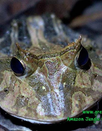 horned-frog-Manu-Fredy-Amazon