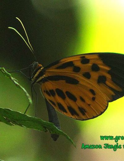 ithomiinae-butterfly-Manu-fredy