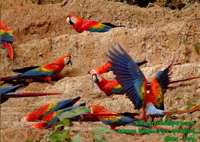 macaw-clay-lick-Manu-Fredy-Amazon