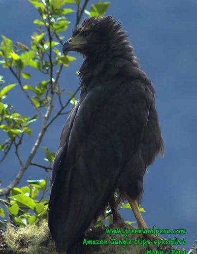 solitary-eagle-Manu-Fredy-Amazon