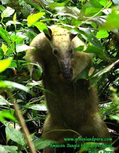 southern-tamandua-anteater-Manu-fredy