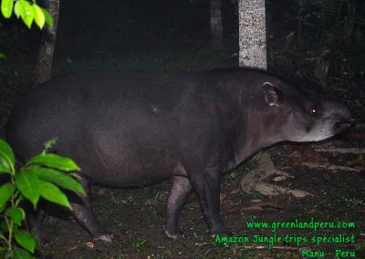 tapir-Manu-Fredy-Amazon