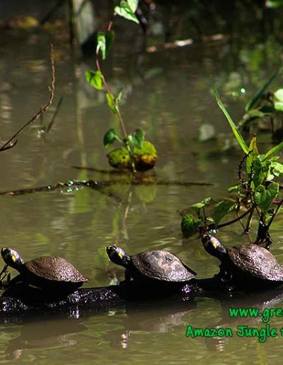 yellow-spotted-river-turtle-Manu-fredy-Amazon